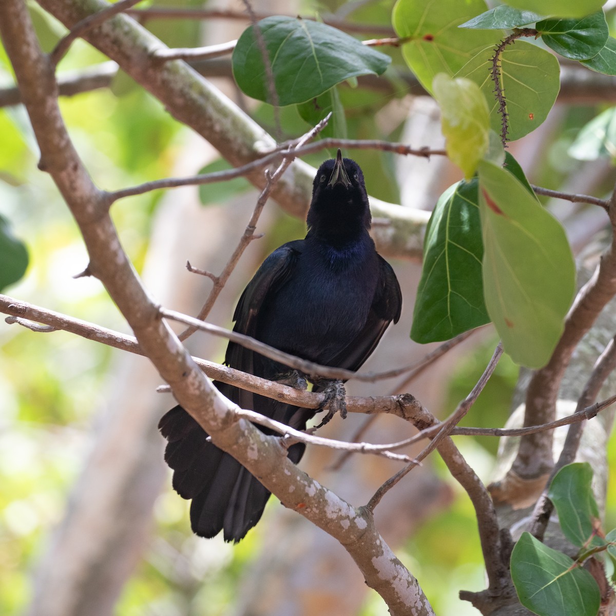 Boat-tailed Grackle - ML620346576