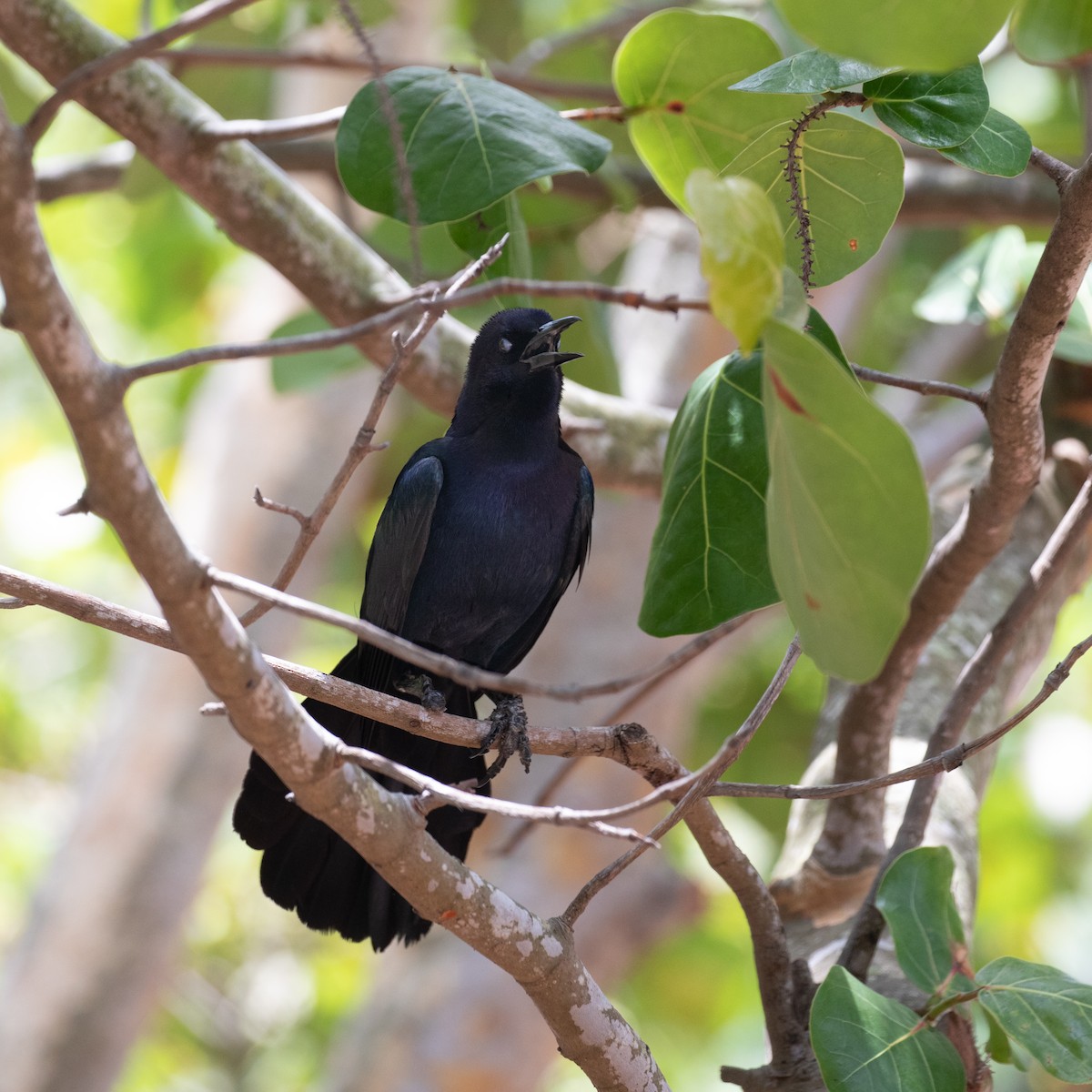 Boat-tailed Grackle - ML620346577