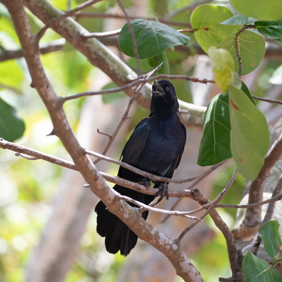 Boat-tailed Grackle - ML620346578