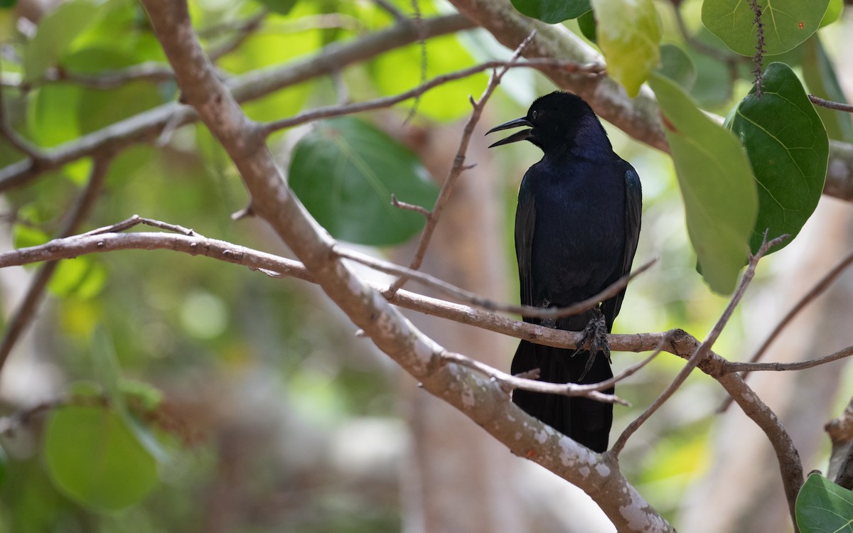 Boat-tailed Grackle - ML620346579