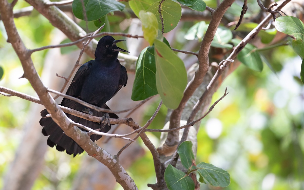 Boat-tailed Grackle - ML620346581