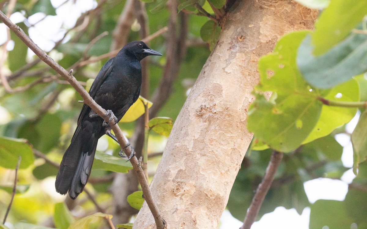 Boat-tailed Grackle - ML620346582