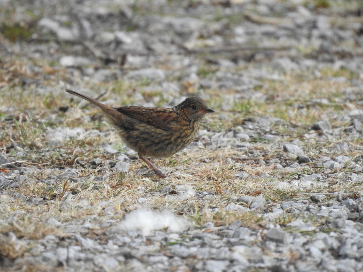 Dunnock - ML620346588