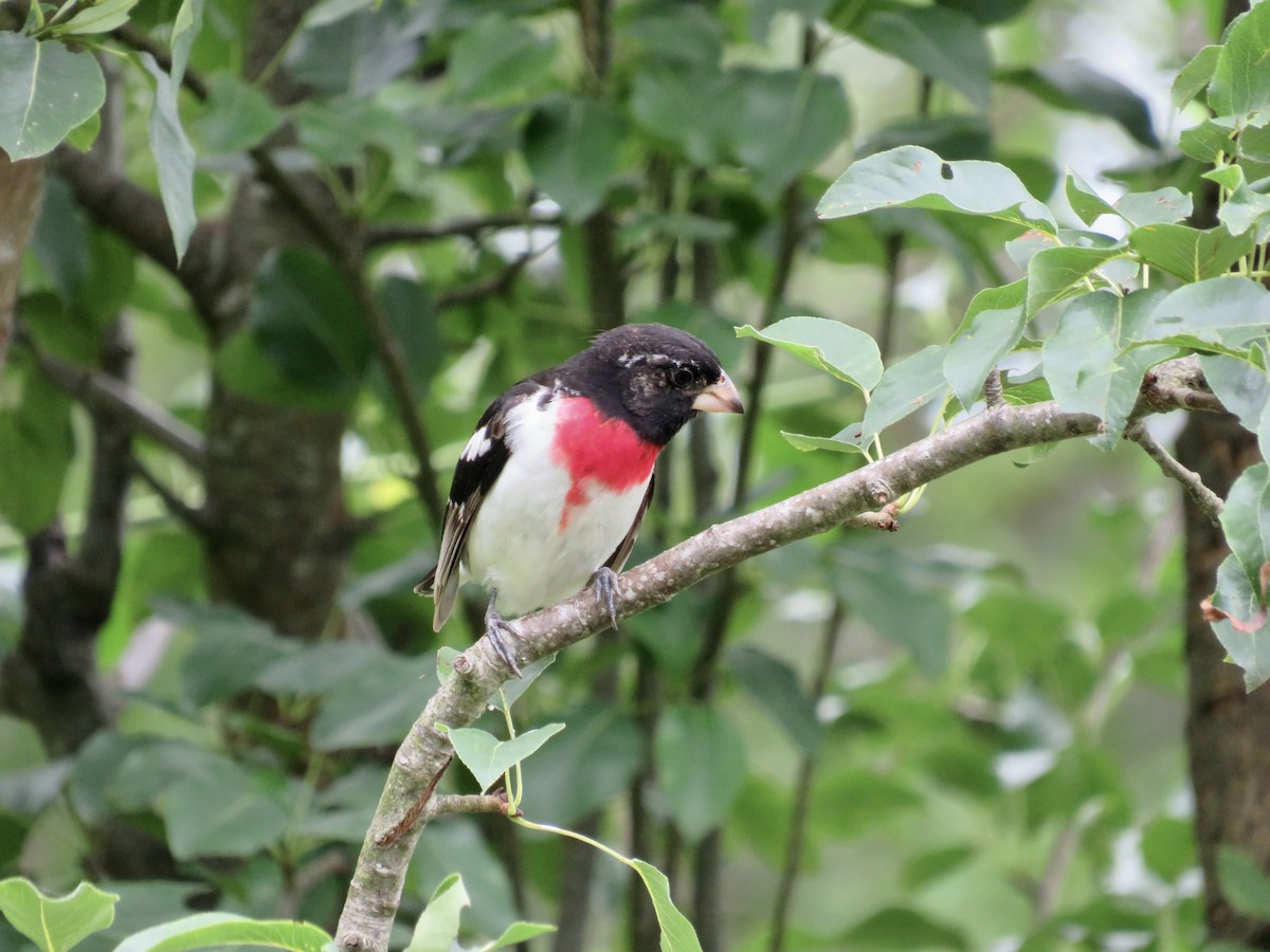 Rose-breasted Grosbeak - ML620346597