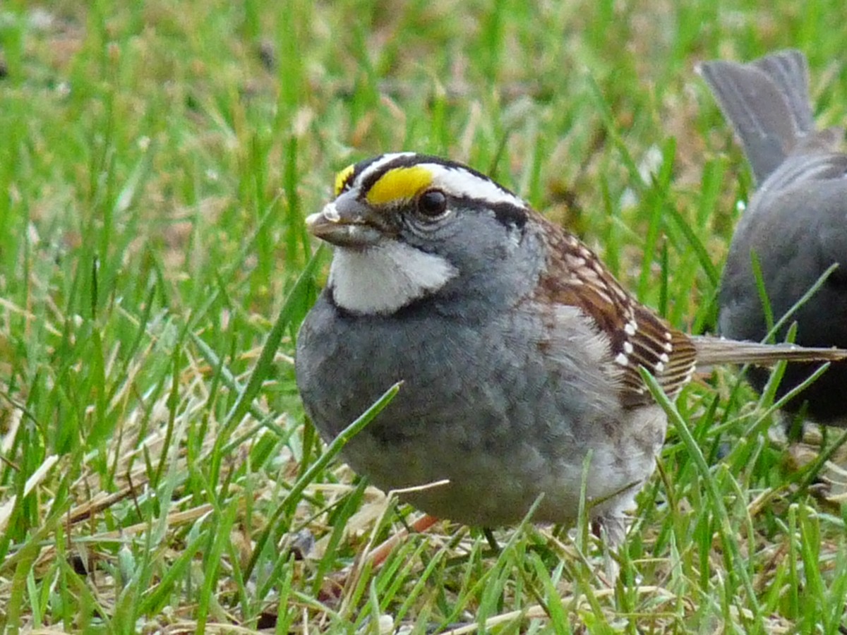 White-throated Sparrow - ML620346601