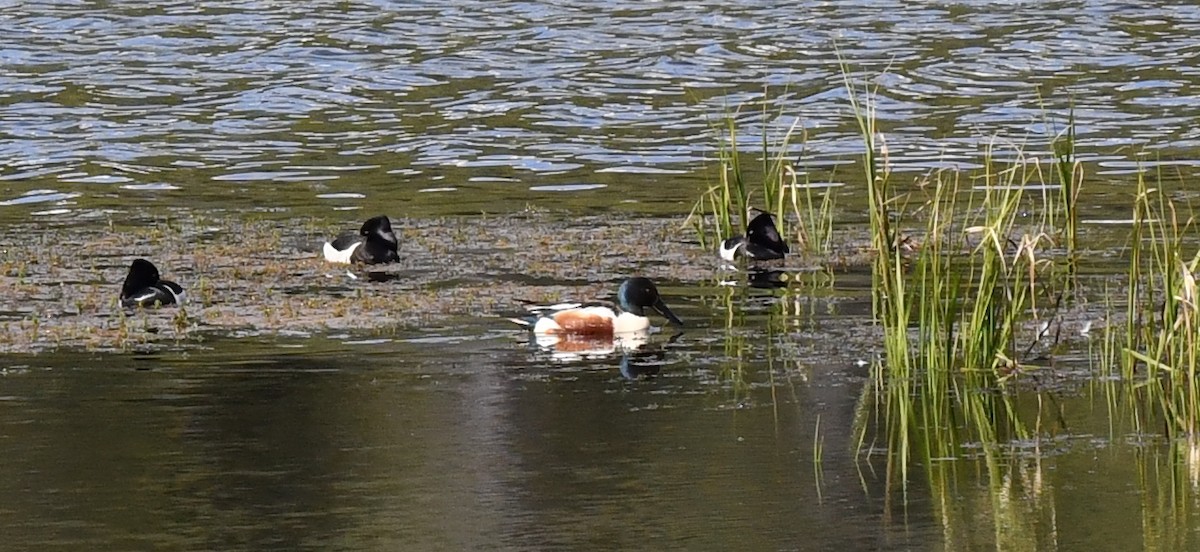 Northern Shoveler - ML620346602