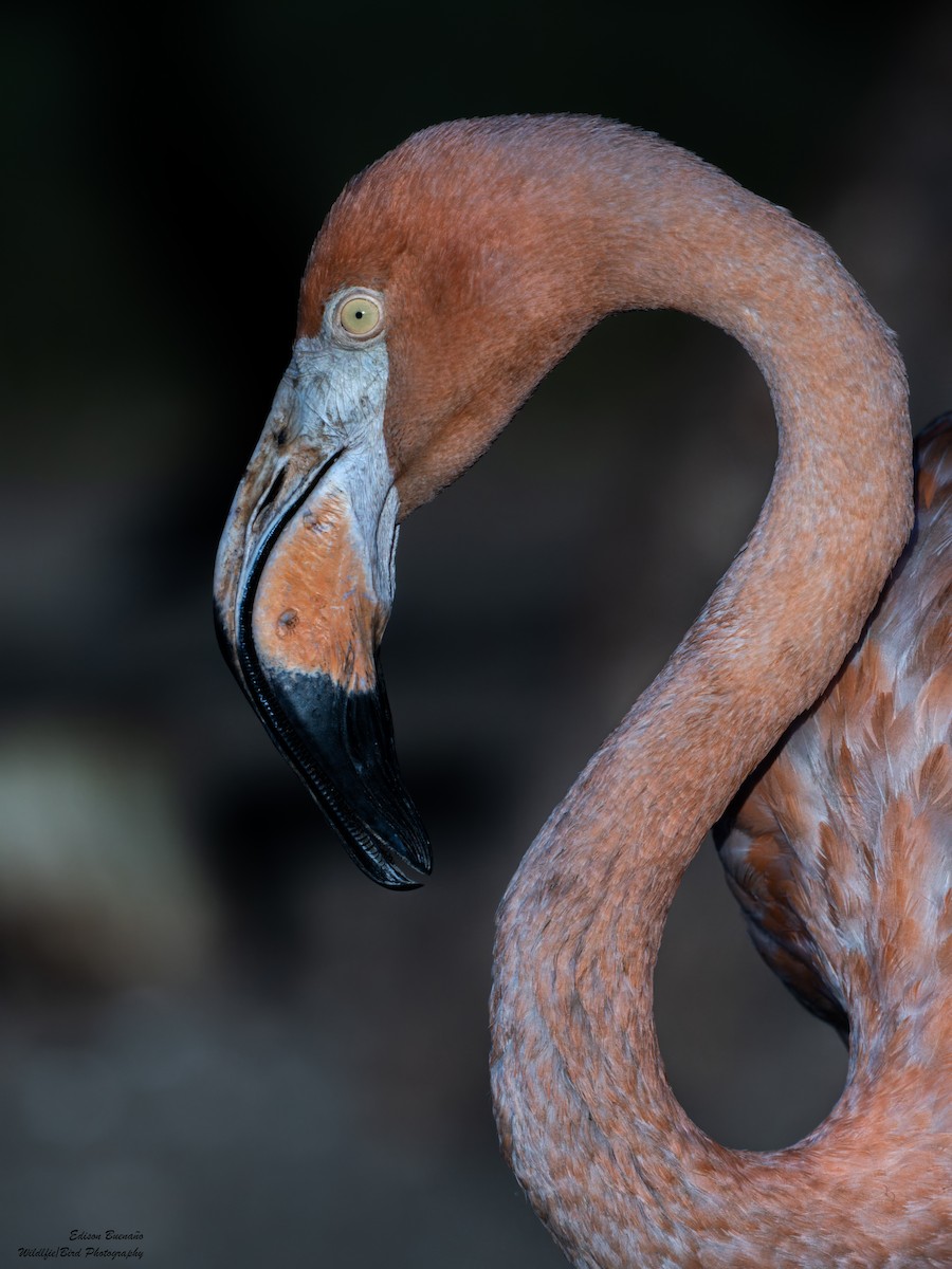 American Flamingo - Edison Buenano
