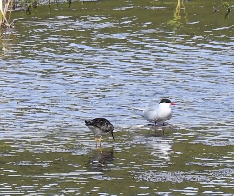 Arctic Tern - ML620346619