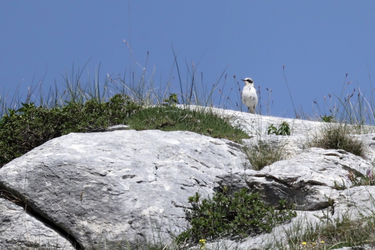 Northern Wheatear - ML620346628