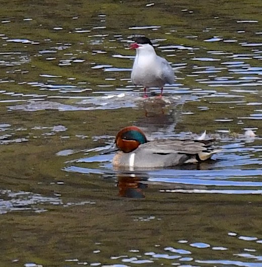 Arctic Tern - ML620346635