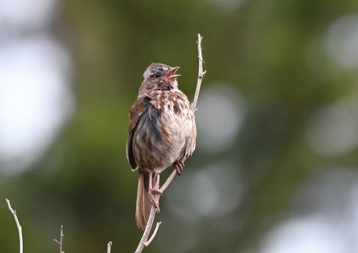 Song Sparrow (rufina Group) - ML620346639