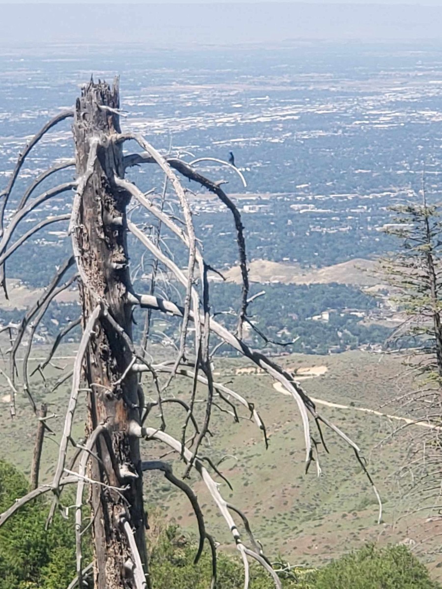 Mountain Bluebird - ML620346662