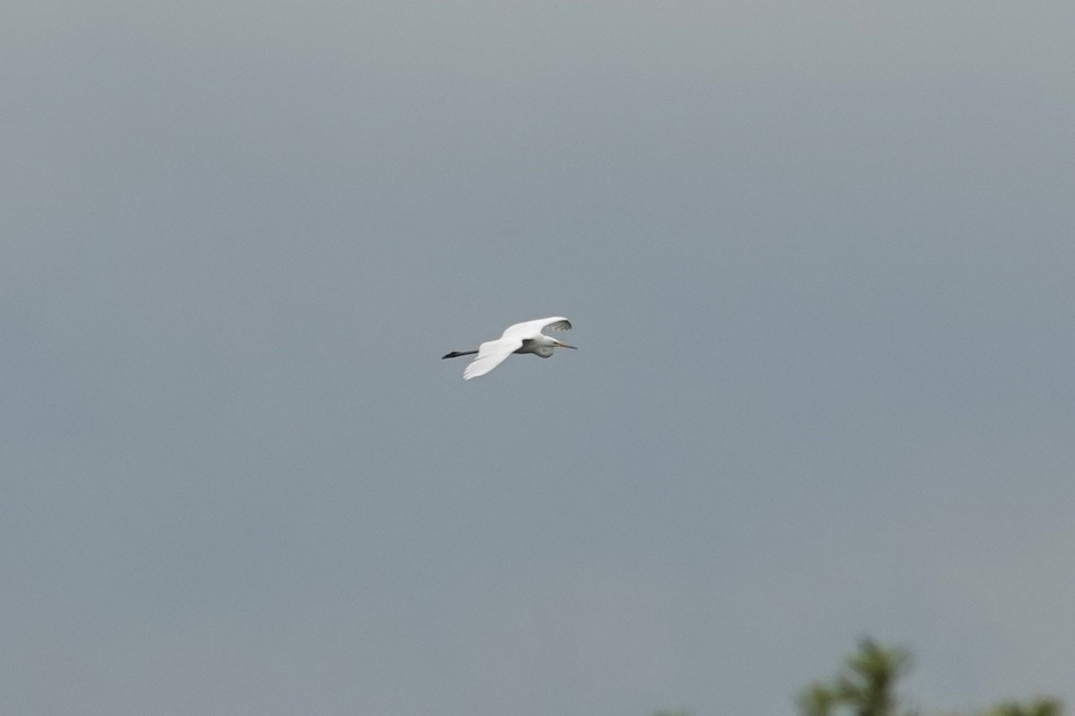 Great Egret - Toby Holmes