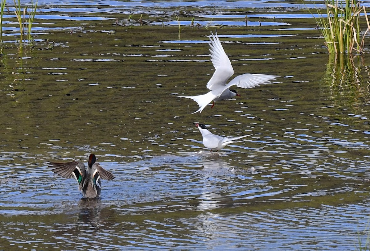 Arctic Tern - ML620346668