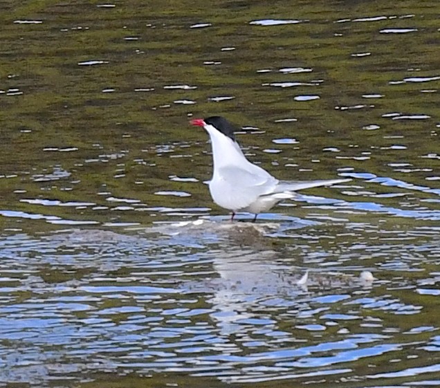 Arctic Tern - ML620346670