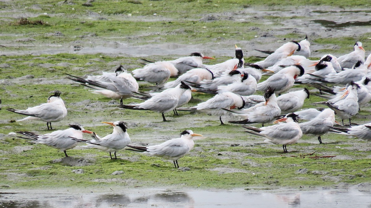 Elegant Tern - ML620346672