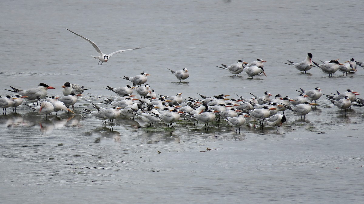 Elegant Tern - ML620346674