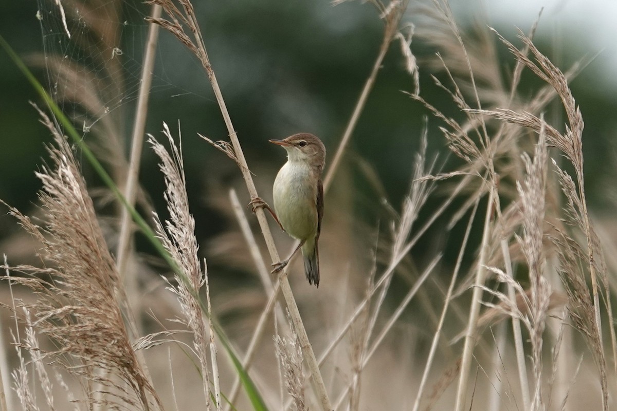 Common Reed Warbler - ML620346694