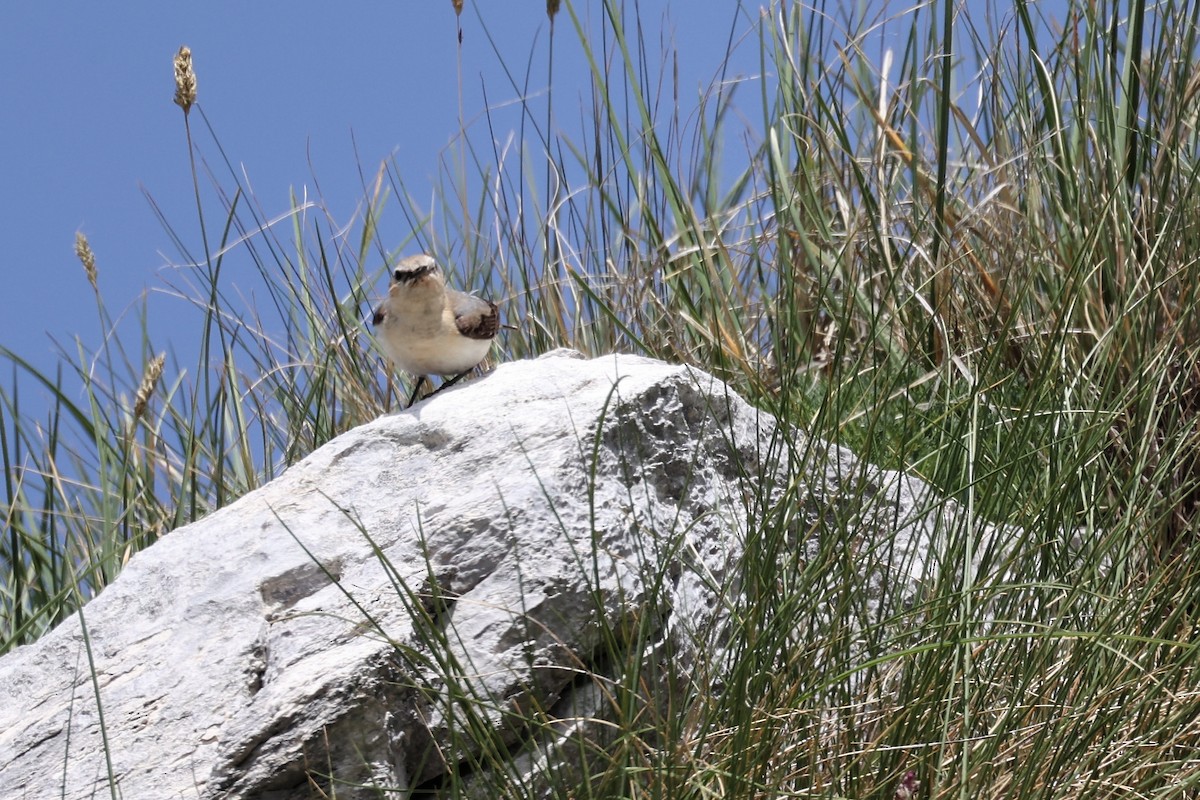 Northern Wheatear - ML620346698