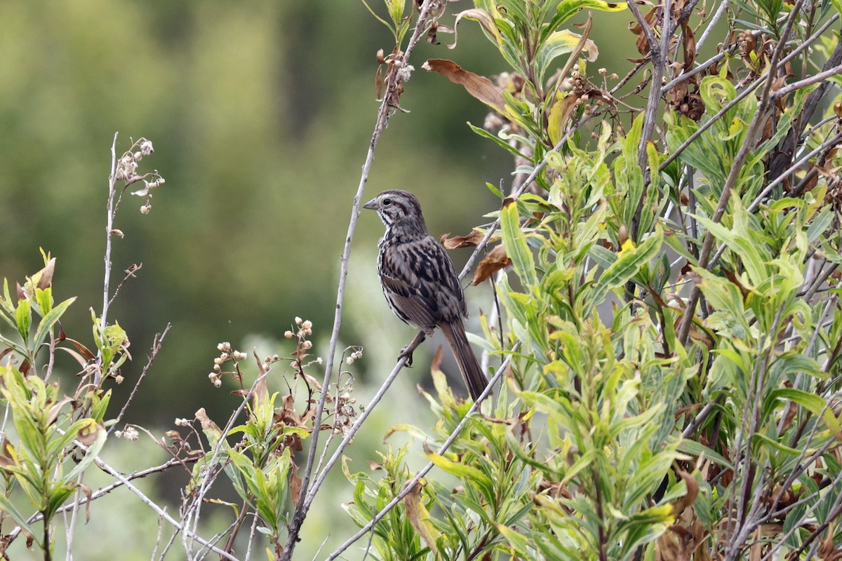 Song Sparrow - ML620346717