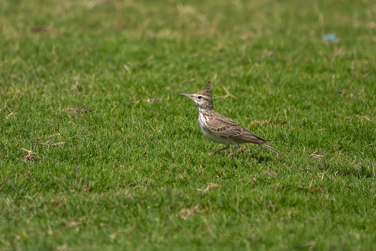 Crested Lark - ML620346733