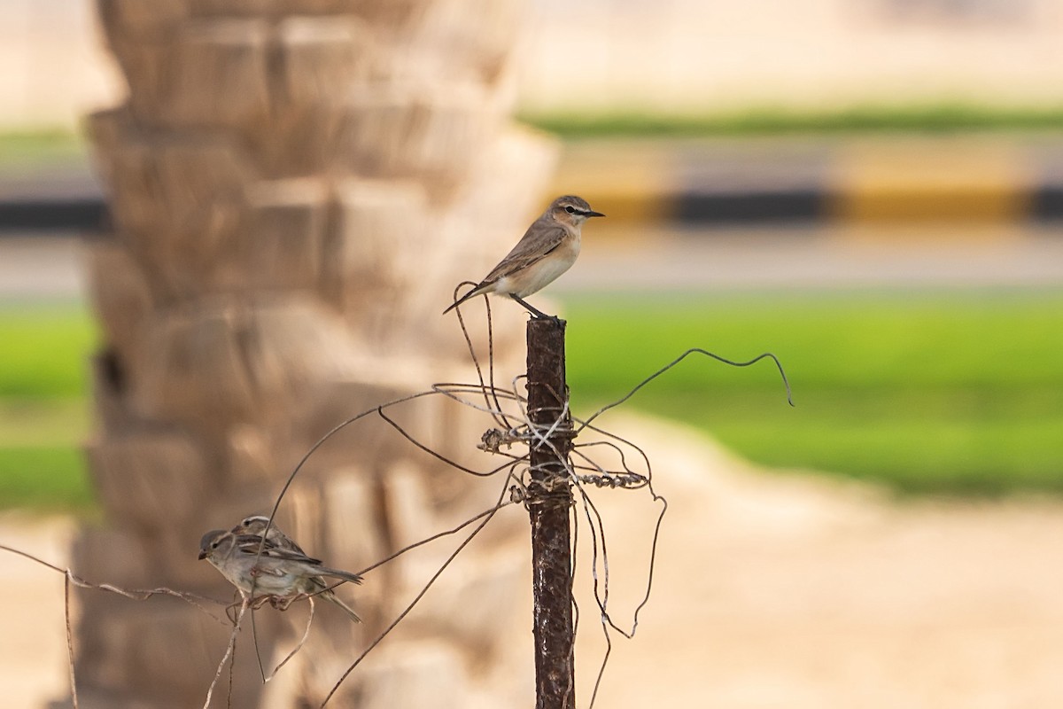 Isabelline Wheatear - ML620346738