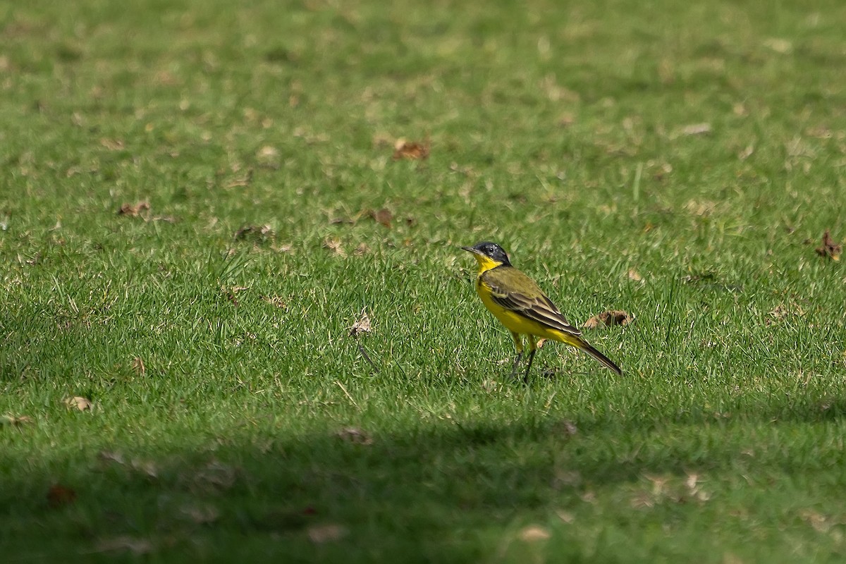 Western Yellow Wagtail (feldegg) - ML620346740