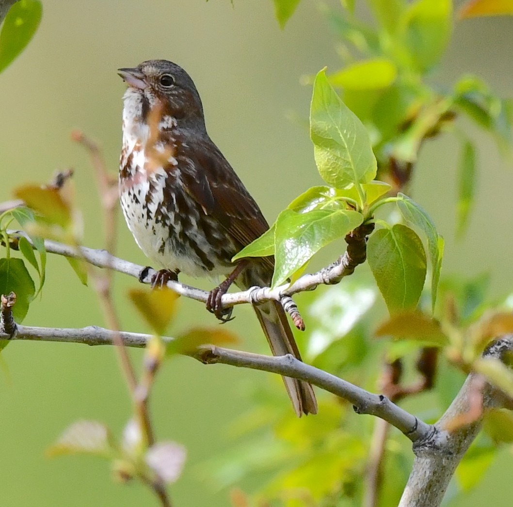 Fox Sparrow - ML620346751