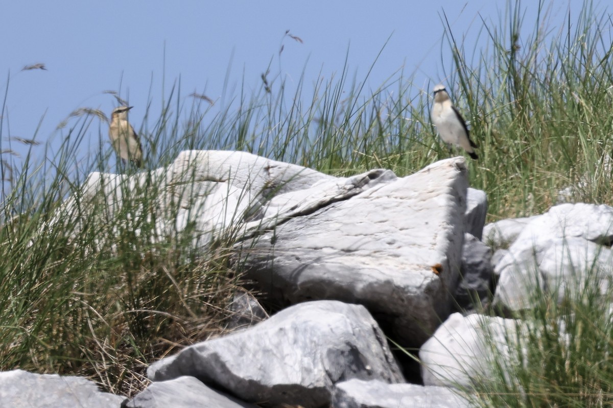 Northern Wheatear - ML620346759