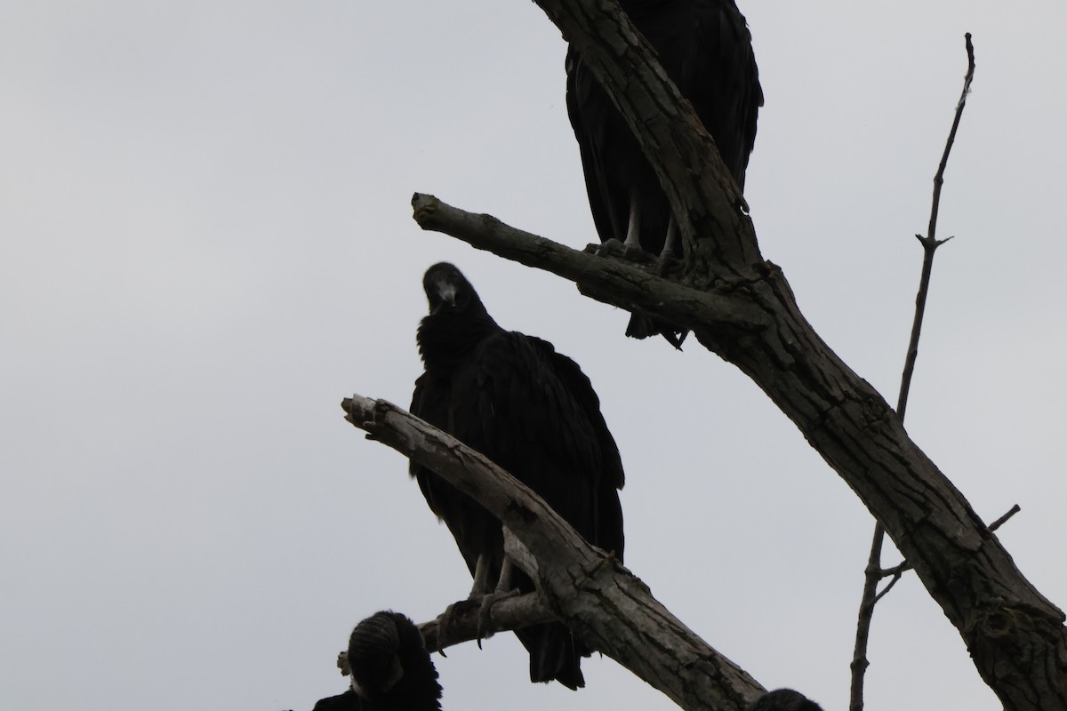 Black Vulture - ML620346774