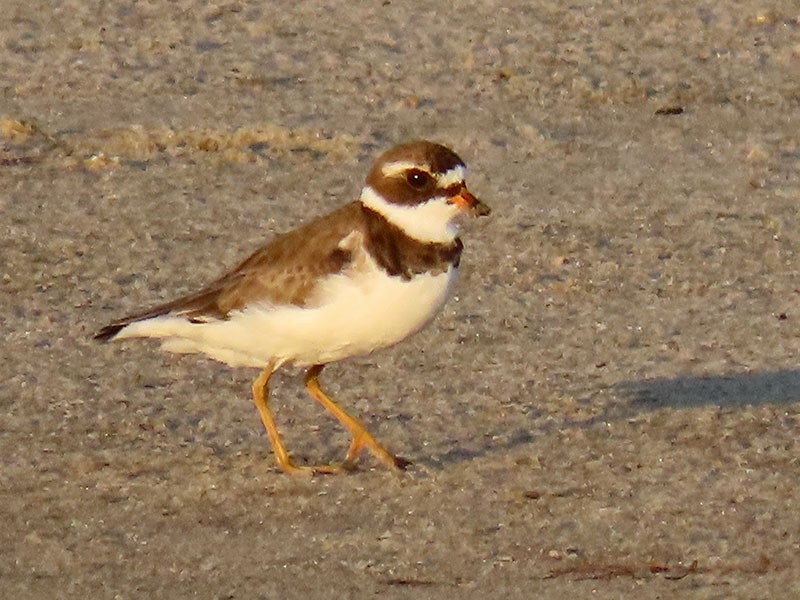 Semipalmated Plover - ML620346775