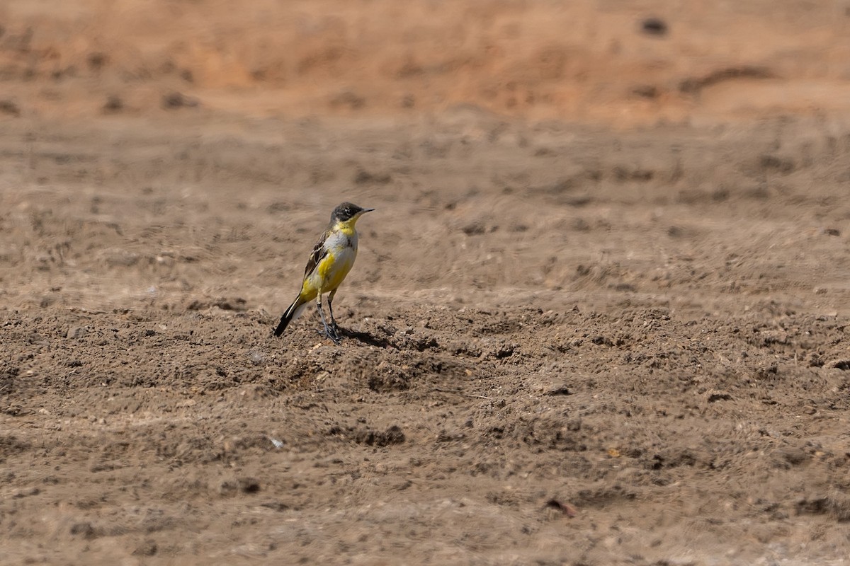 Western Yellow Wagtail (feldegg) - Núria Ferrer Barbany