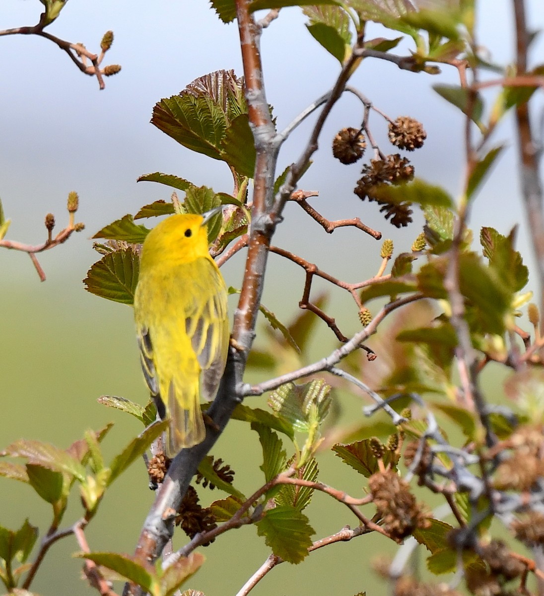 Yellow Warbler - ML620346783