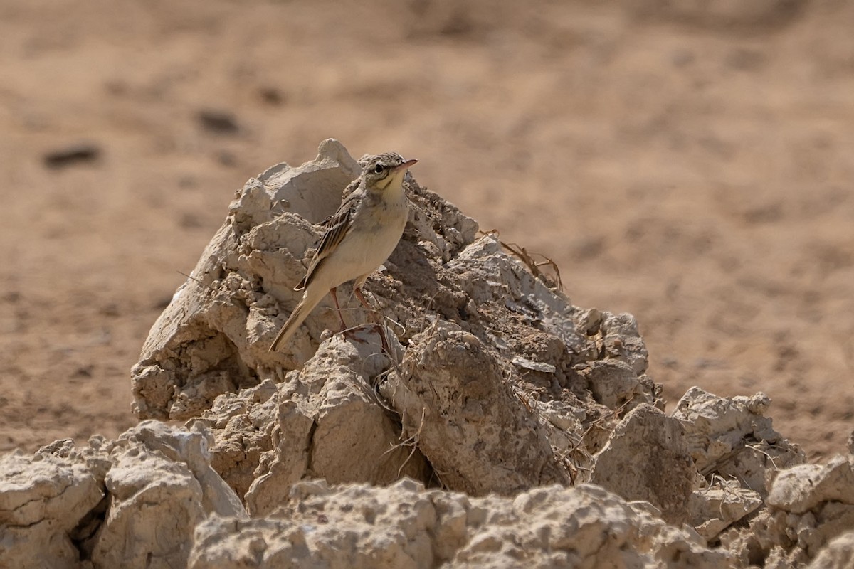 Tawny Pipit - ML620346791