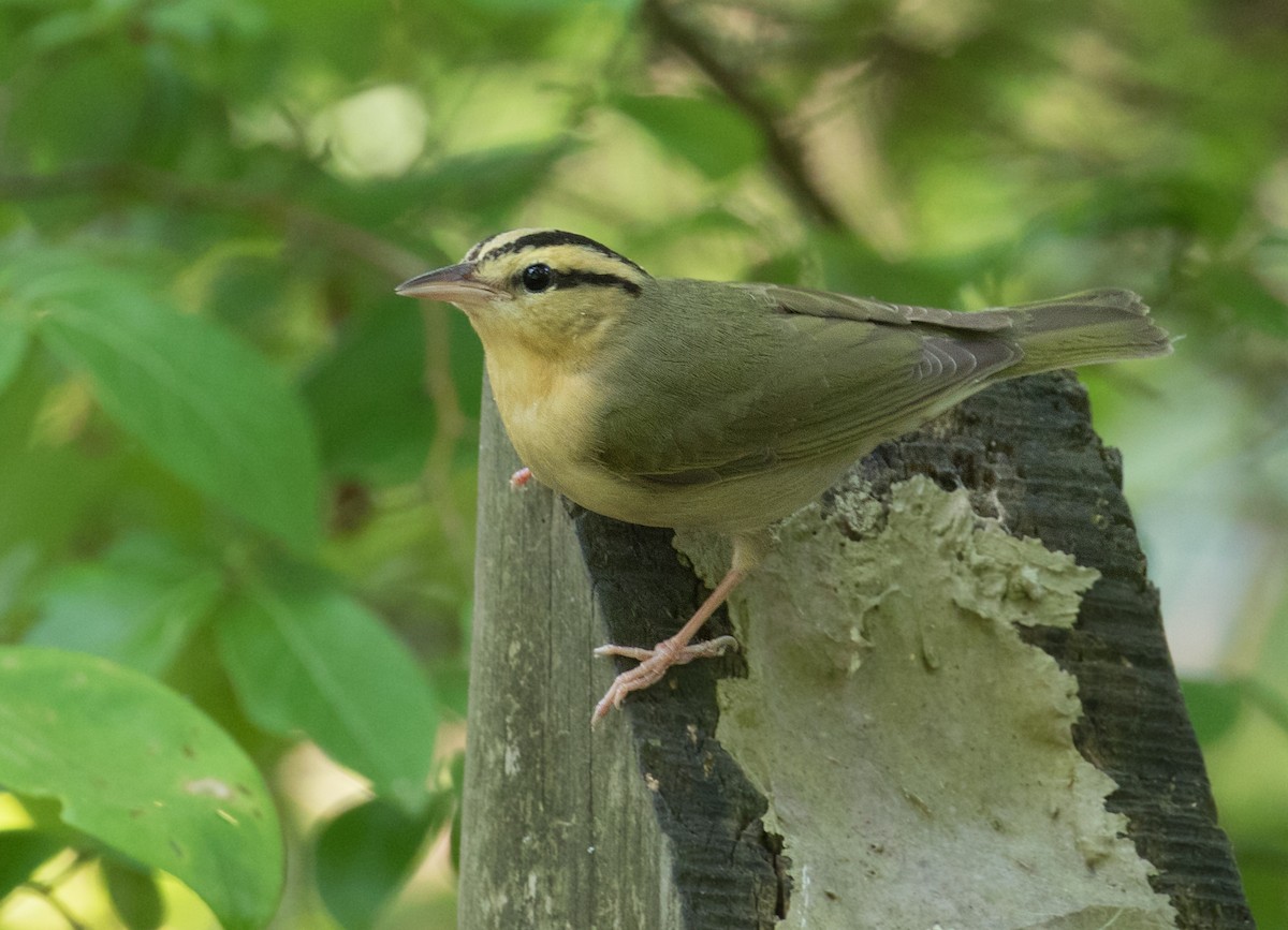 Worm-eating Warbler - ML620346794