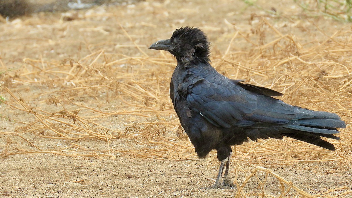 Ворона американська - ML620346803