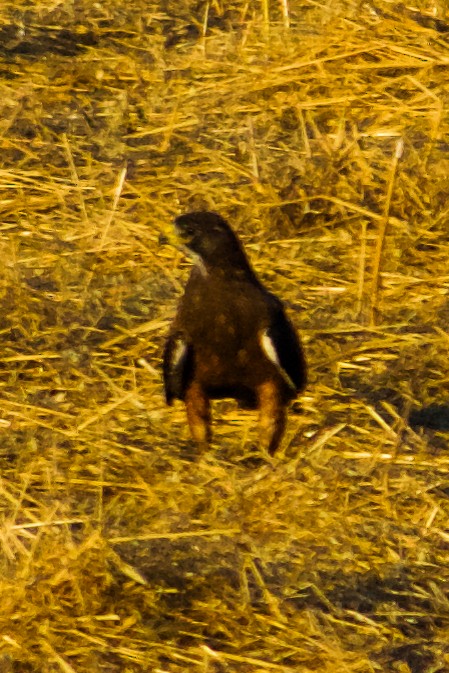 Swainson's Hawk - ML620346816