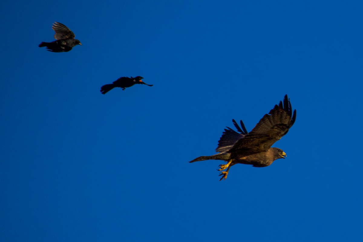 Swainson's Hawk - ML620346817