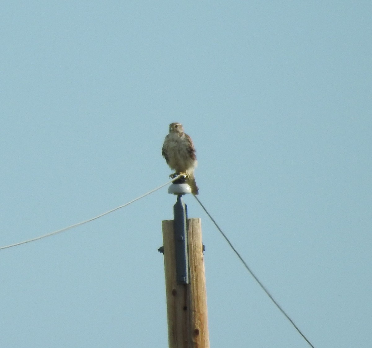 Prairie Falcon - ML620346823