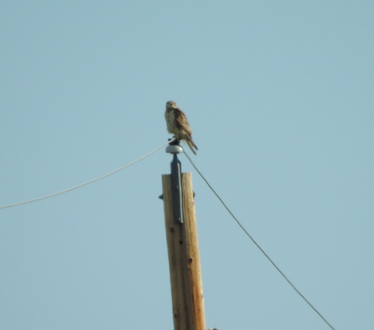 Prairie Falcon - ML620346824