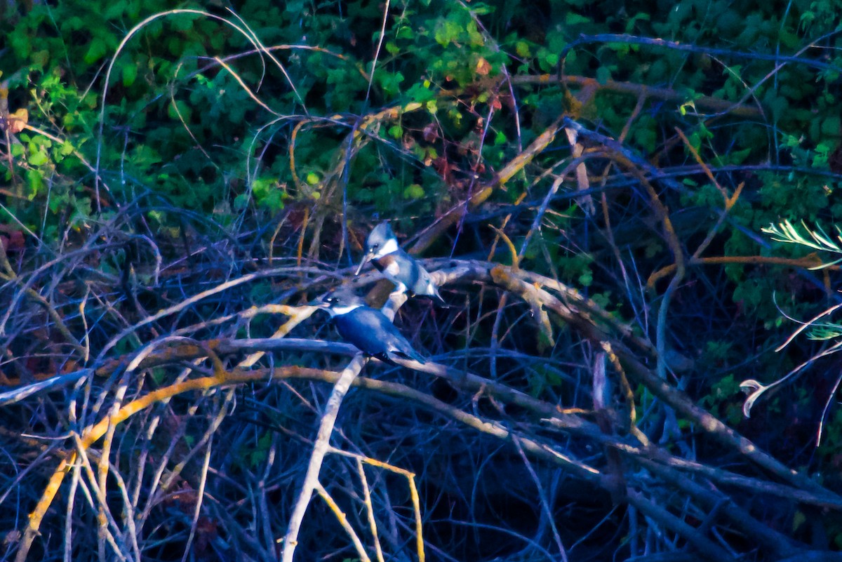 Belted Kingfisher - ML620346825