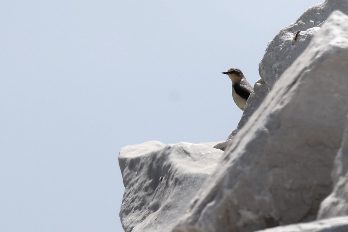 Northern Wheatear - ML620346828