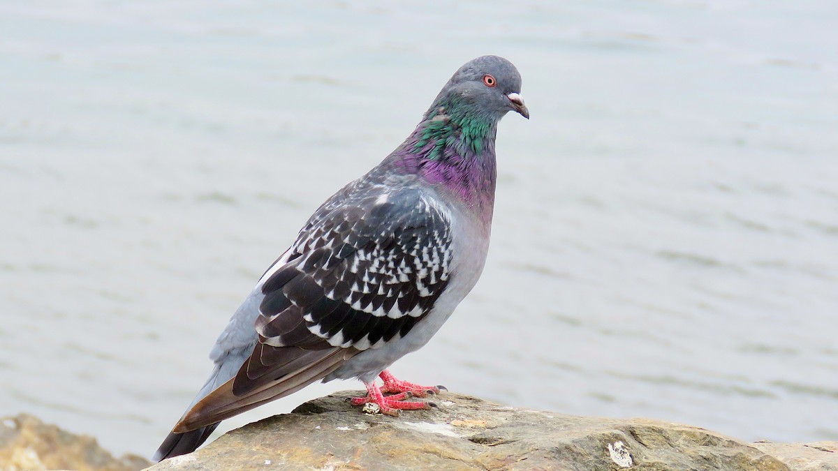 Rock Pigeon (Feral Pigeon) - ML620346831