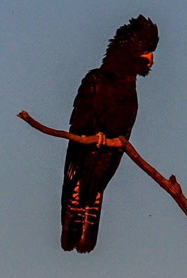 Red-tailed Black-Cockatoo - ML620346832