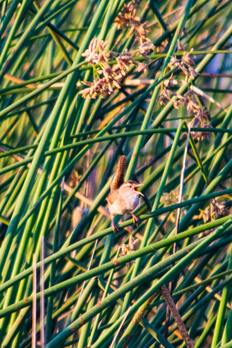 Marsh Wren - ML620346836