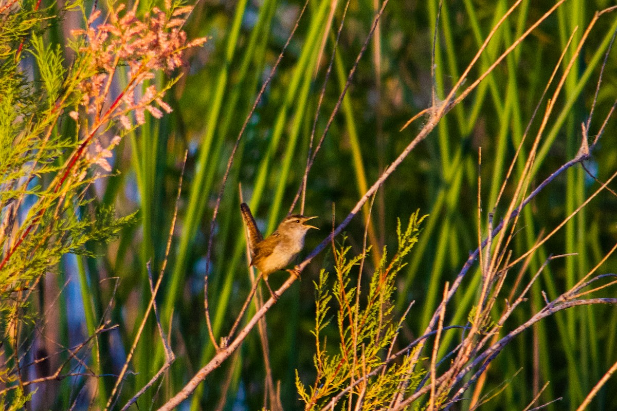 Marsh Wren - ML620346838