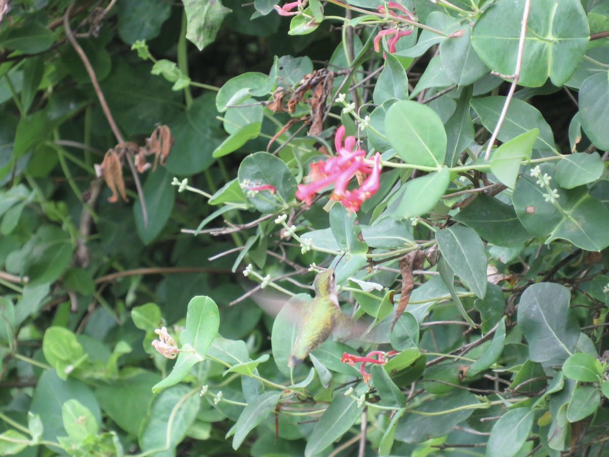 Ruby-throated Hummingbird - ML620346842