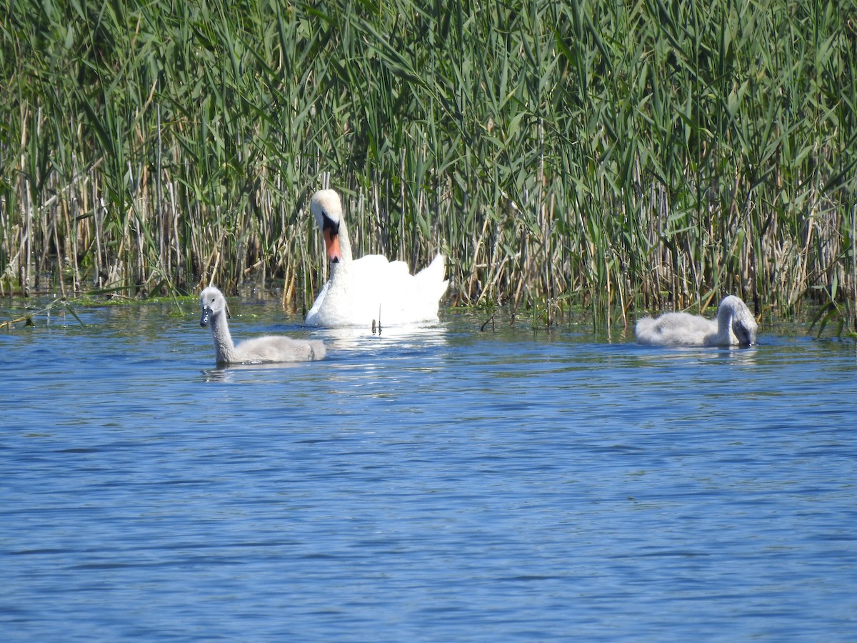 Cygne tuberculé - ML620346848