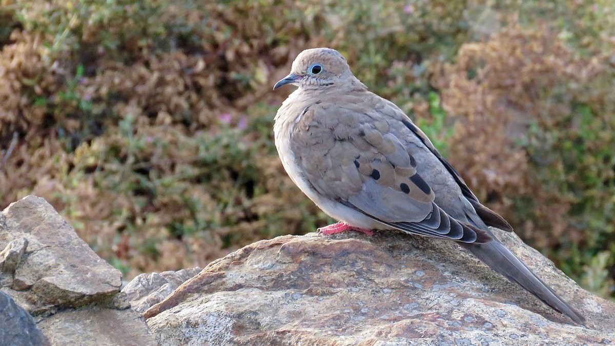 Mourning Dove - ML620346851