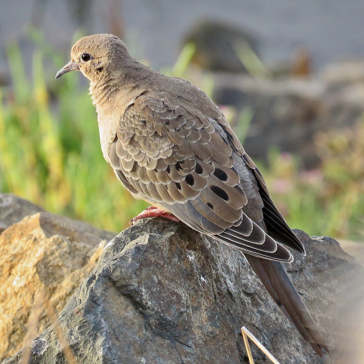 Mourning Dove - ML620346859